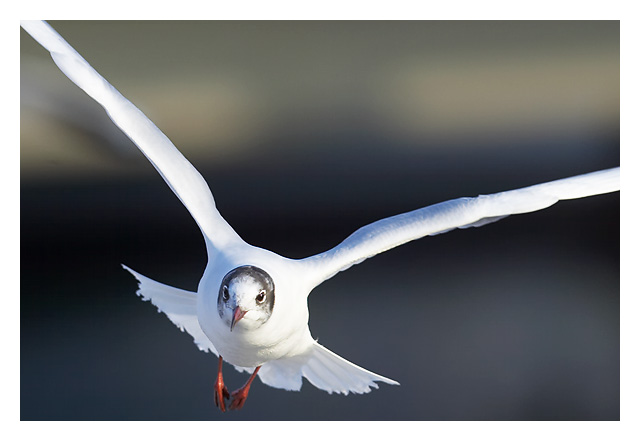 Larus canus no.3