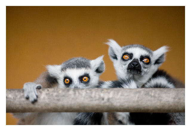 Cross-Eyed Vampire Lemurs