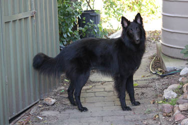 Belgian shep Stock 7 -draven-