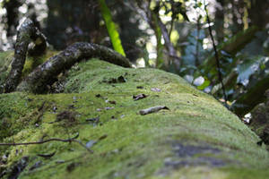 Forest/Moss 1