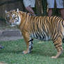 tiger 6