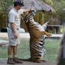 tiger 27 being fed milk 2