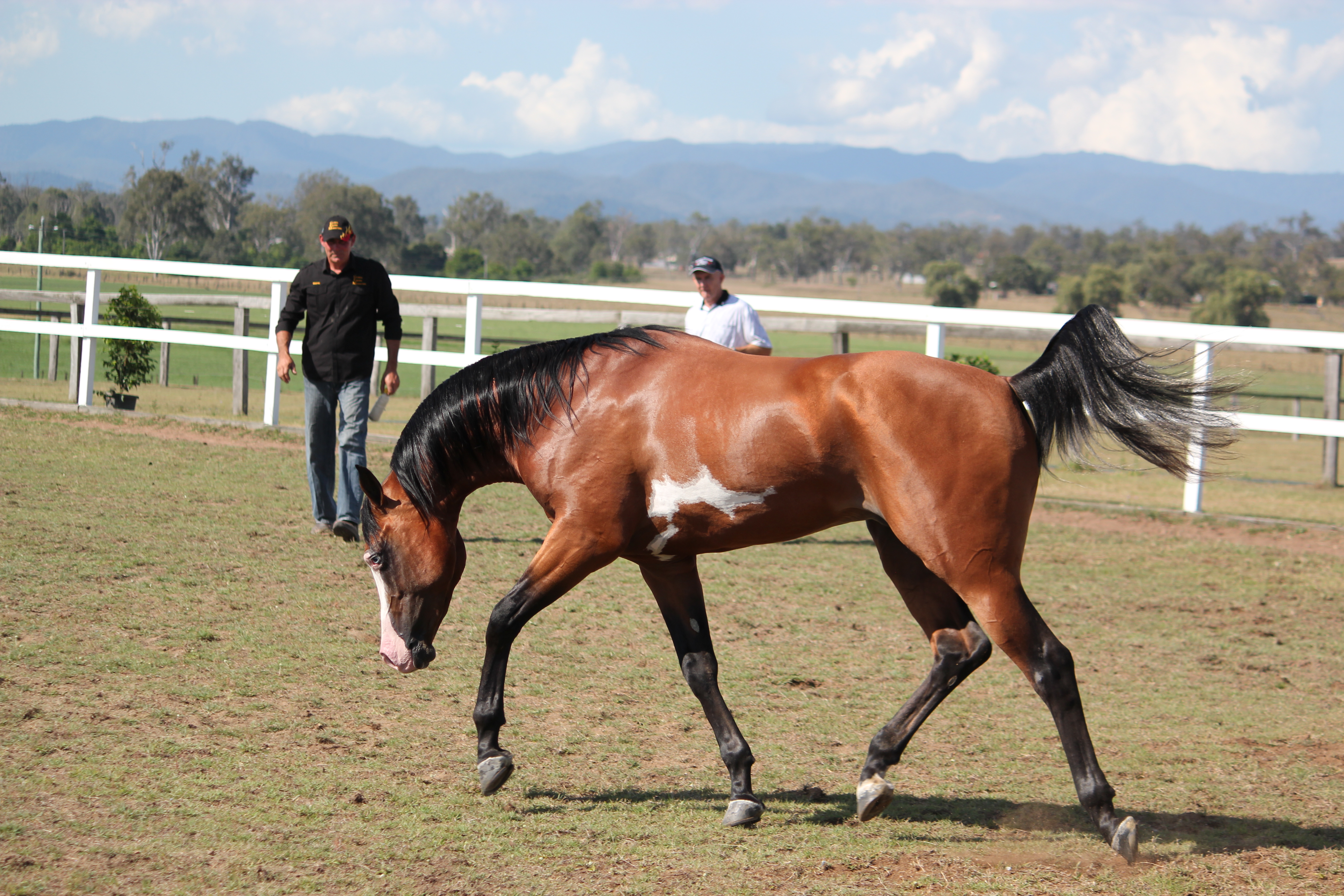 Pinto arab side view trot