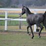 Black yearling stock High tail 1