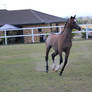 yearling arab Being lead