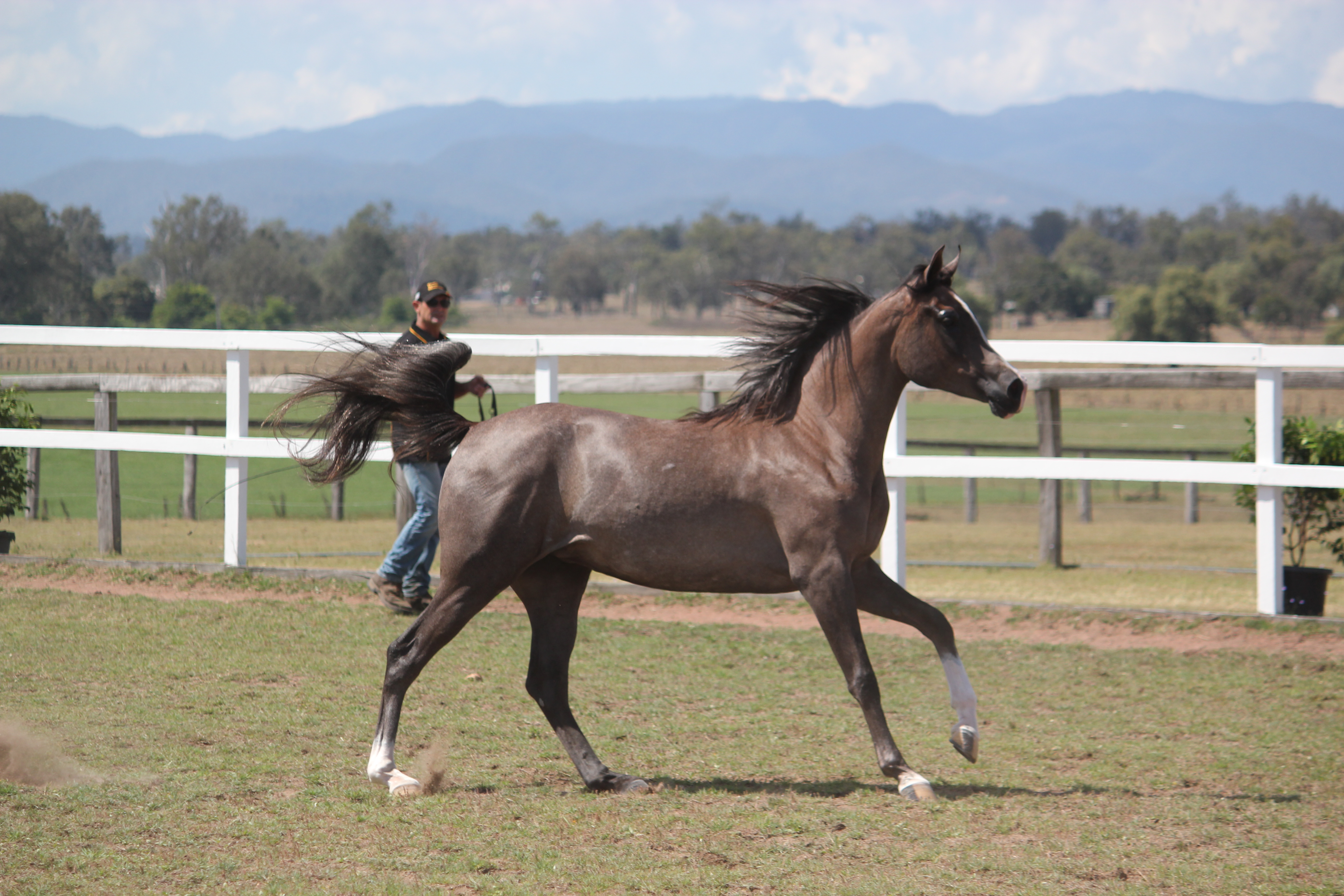 yearling 2