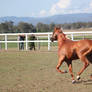 Chestnut 1 Canter