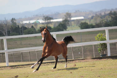 Bay Long stride canter