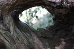Hole in tree stock by xxMysteryStockxx