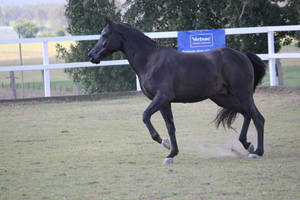 Black arab horse 5