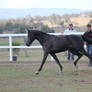 Black arab horse 2