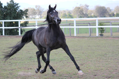 Black arab horse side/front view trot