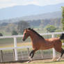 Arab canter/side view