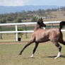 arab yearling side view head twist