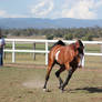 Pinto arab Side/front view gallop