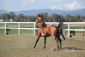 Pinto arab side/behind view stance