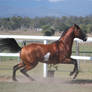 Pinto arabian Stallion/offlead/6