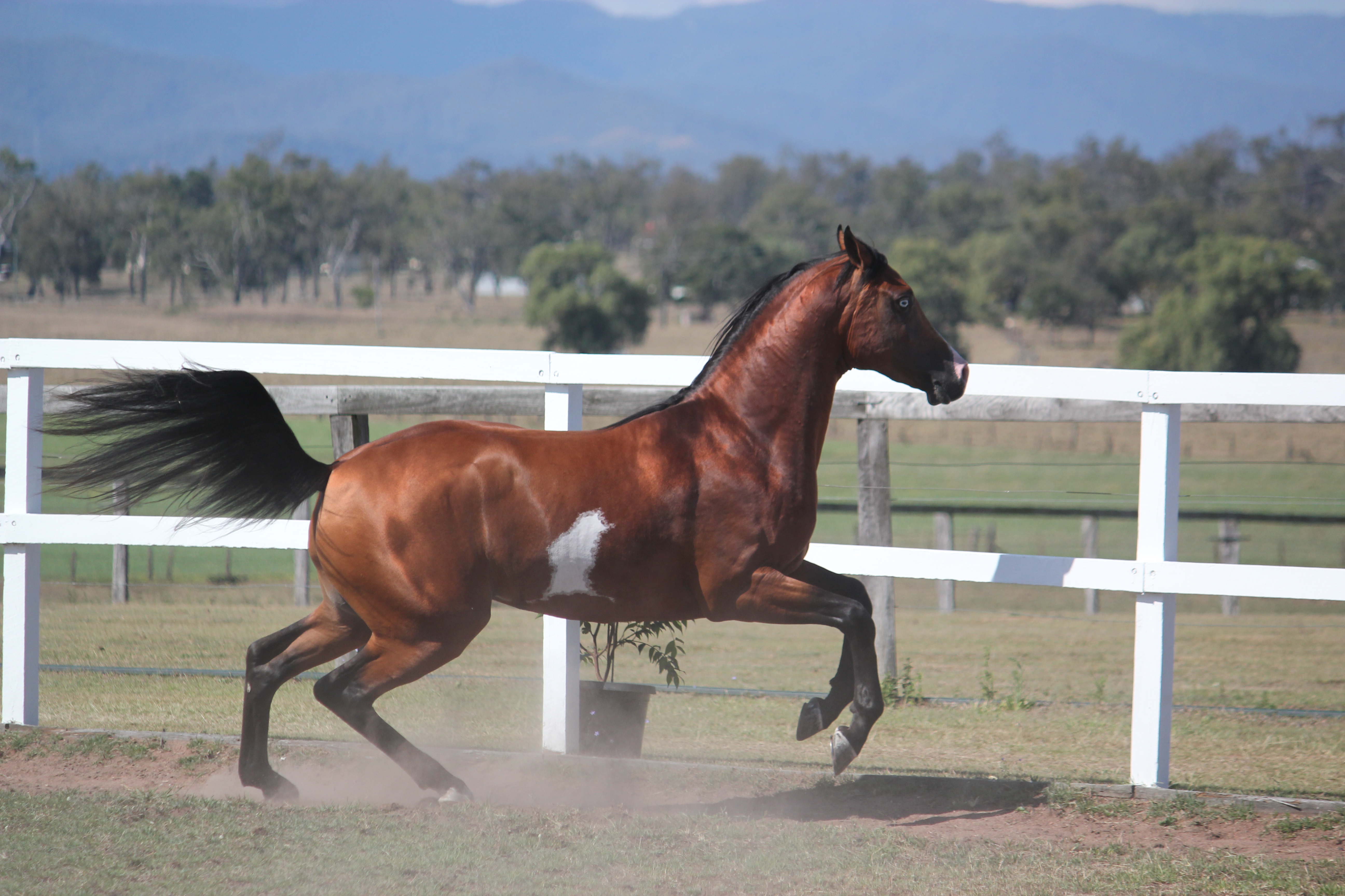 Pinto arabian Stallion/offlead/6