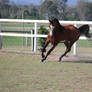Pinto Arabian Stallion/offlead/1