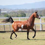 Pinto Arabian Stallion/offlead/