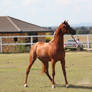 Brown Arabian On lead