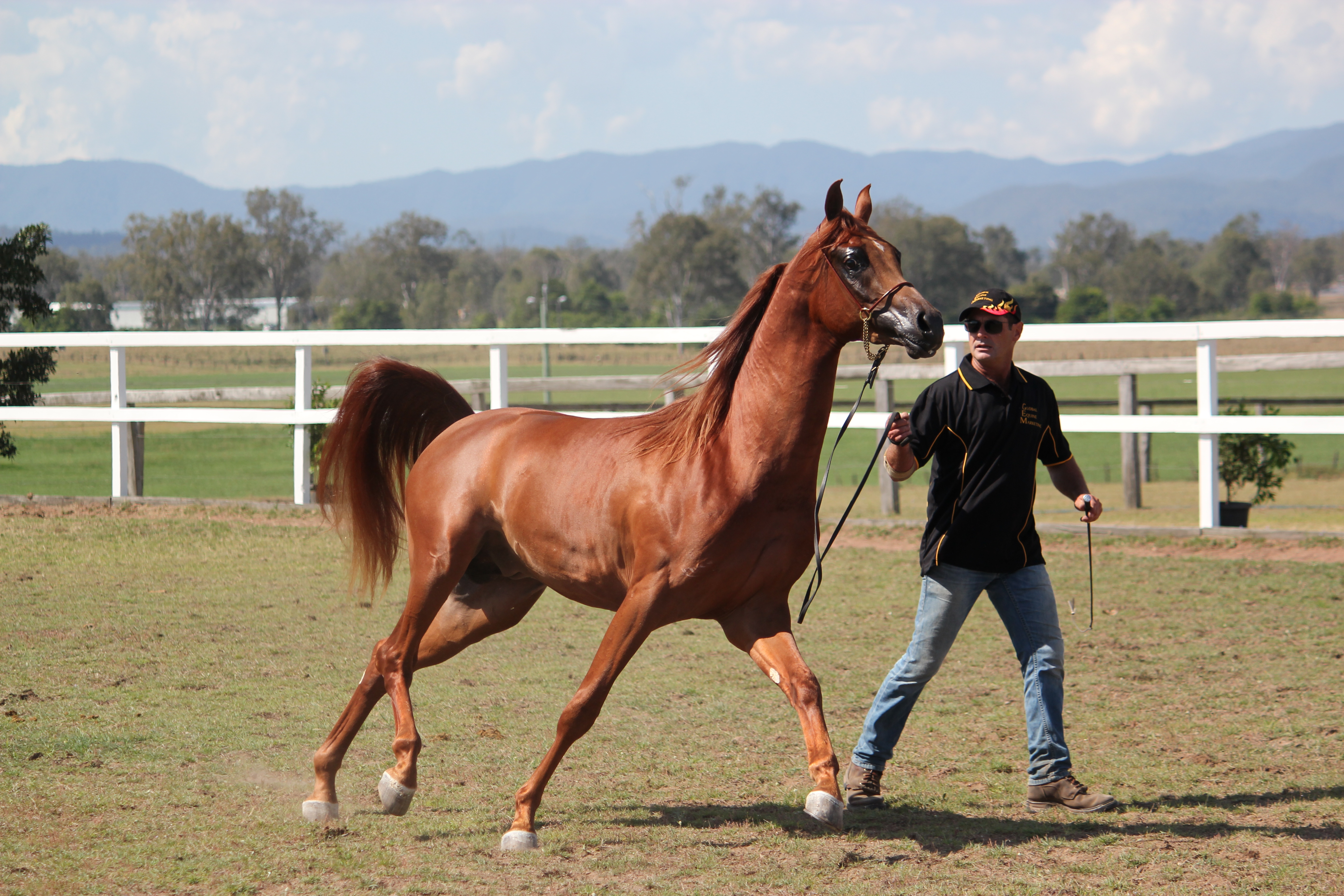 Light brown arab on lead Side view