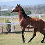 Pinto Arabian Stallion/On lead/Mini rear