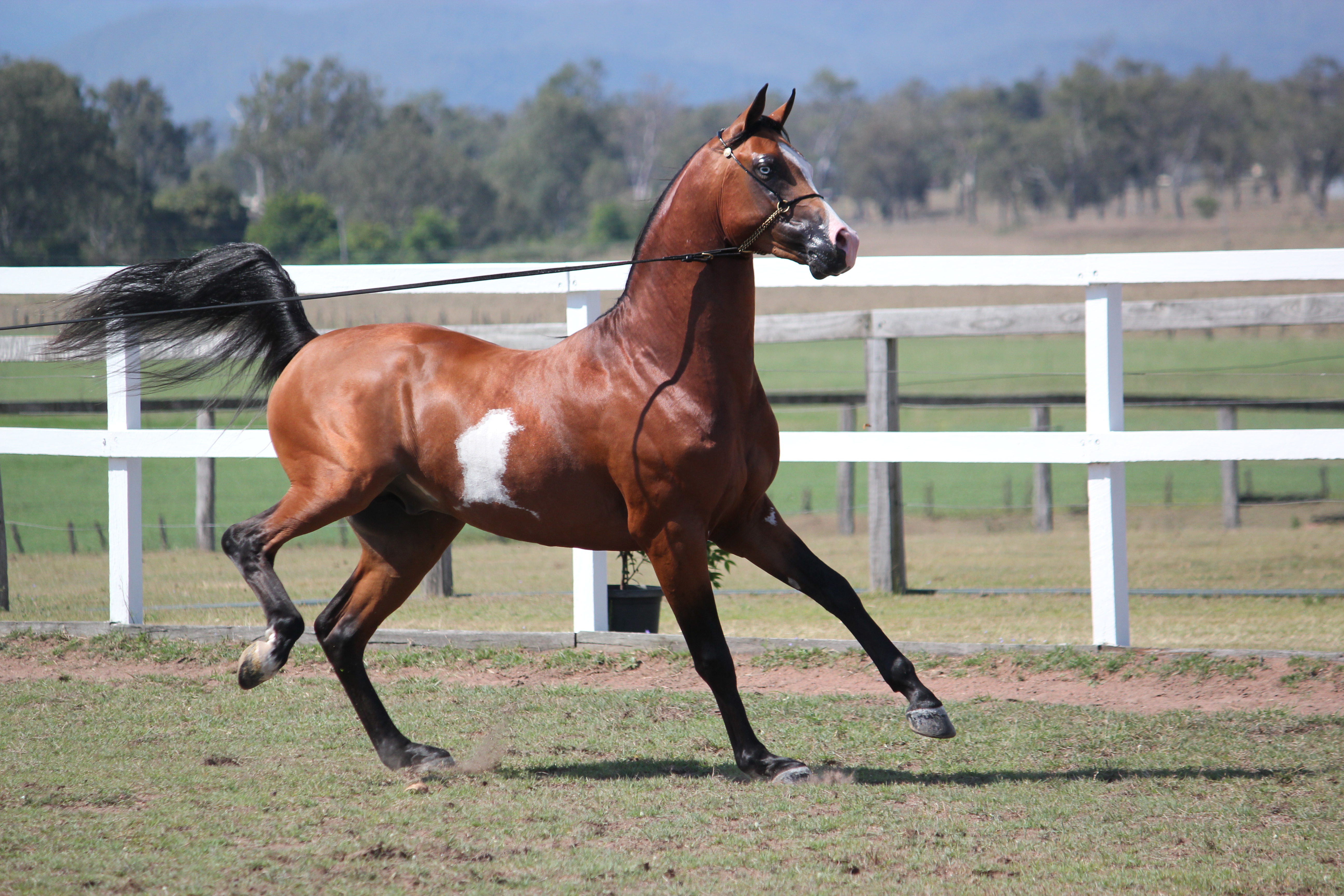 Pinto Arabian Stallion On lead/leg kick