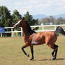 Pinto Arabian Stallion