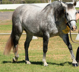 Grey andalusian stock