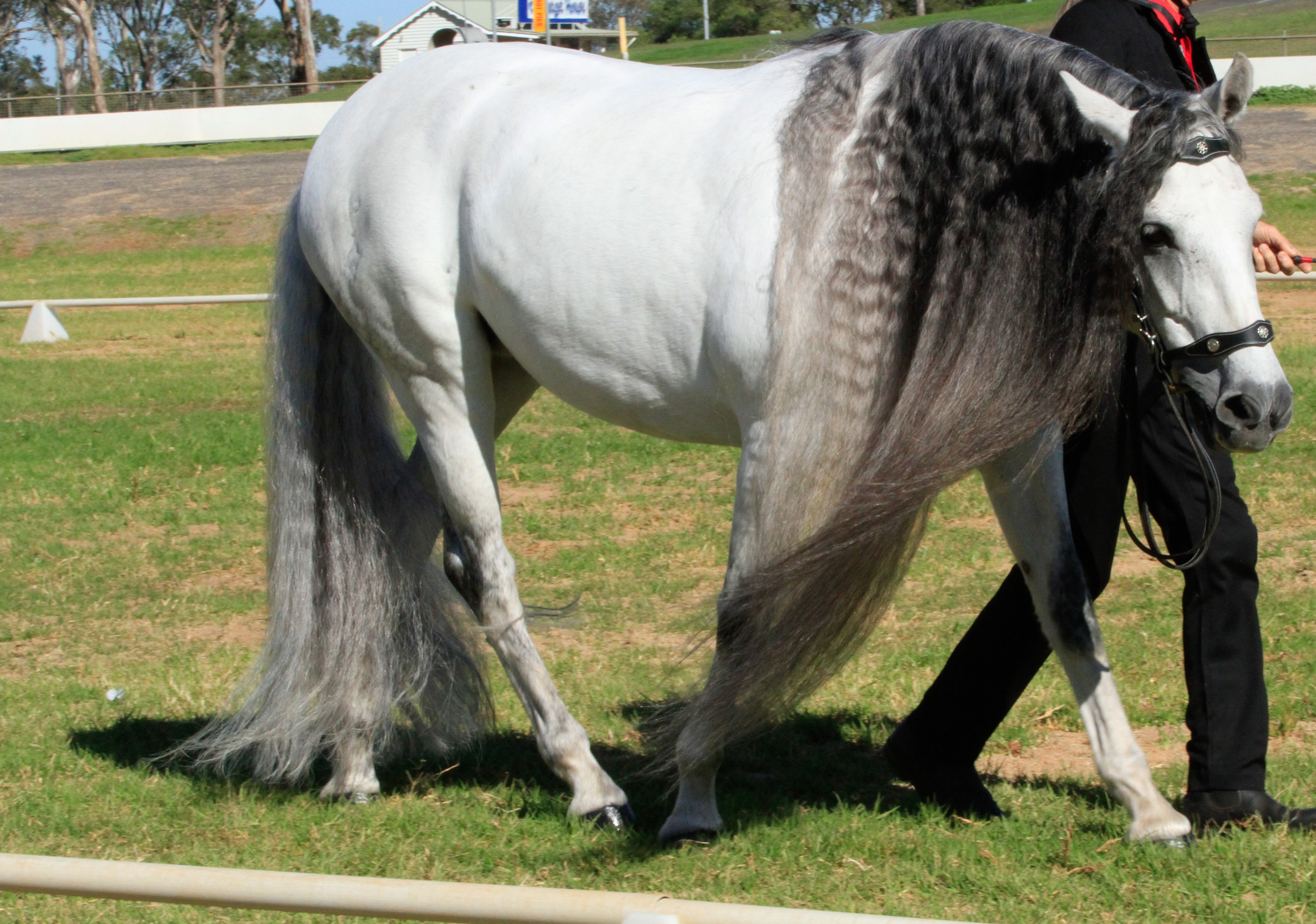 Andalusian stock  [Fairytale HORSE]