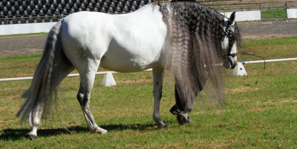 Andalusian stock [Fairytale horse stock]3
