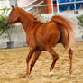 Chestnut arabian stock 1