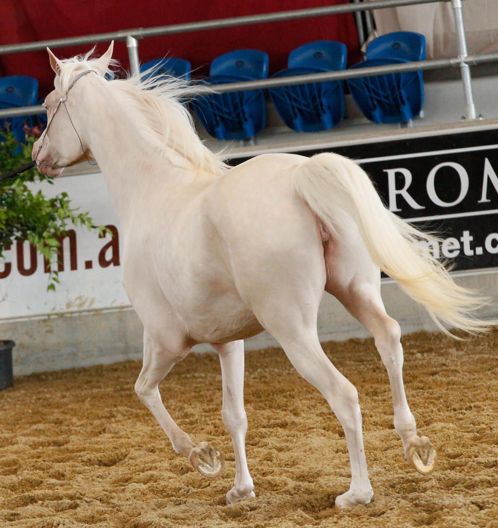 Cremello arabian 2