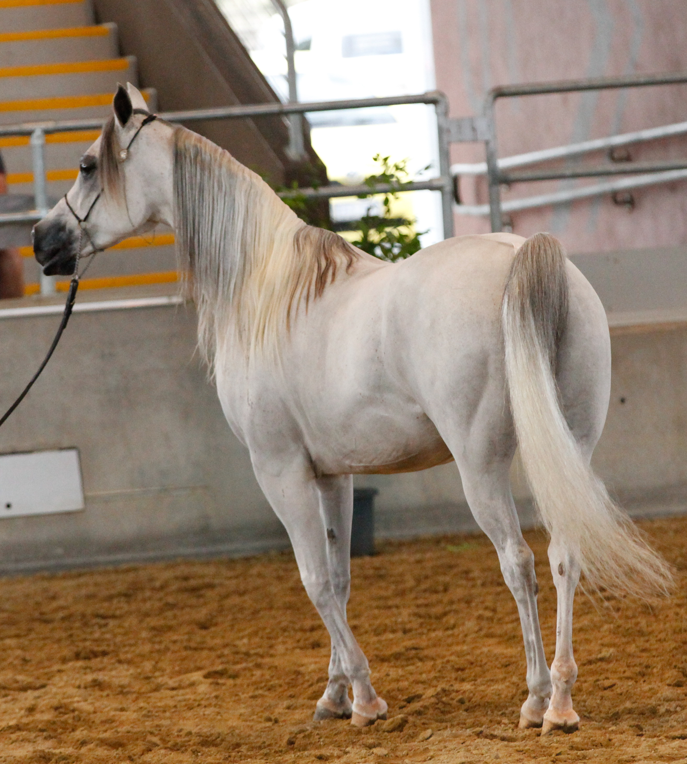 White arabian stock 3