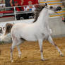 White arabian /red patches/12