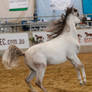 White arabian /red patches/