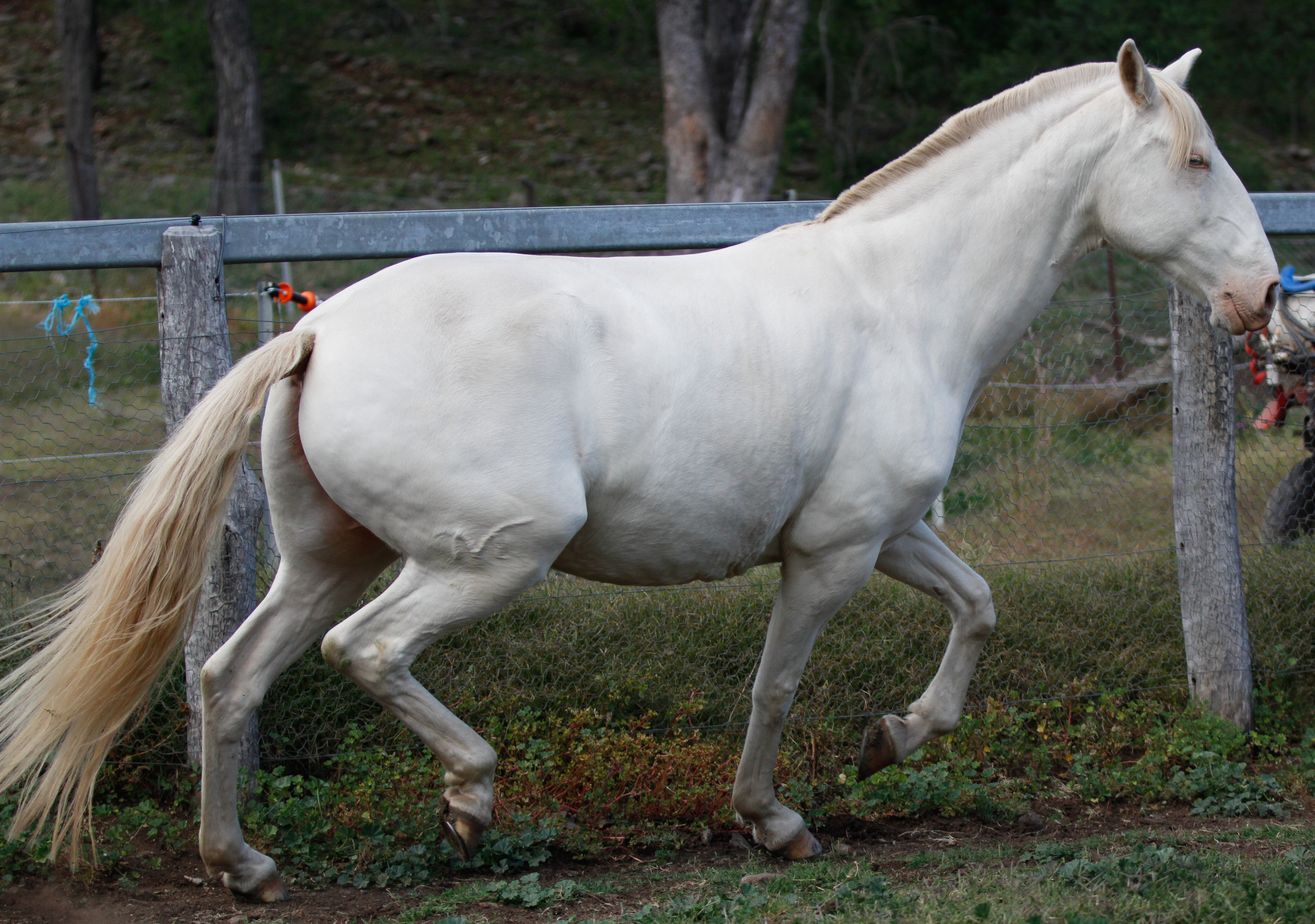 Lusitanos Mare