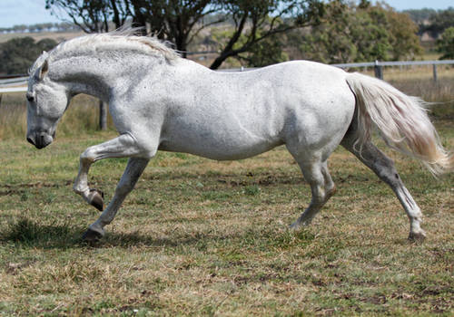 Andalusian stallion 1