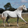 Andalusian stallion Spanish walk 1