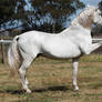 Andalusian stallion Spanish walk