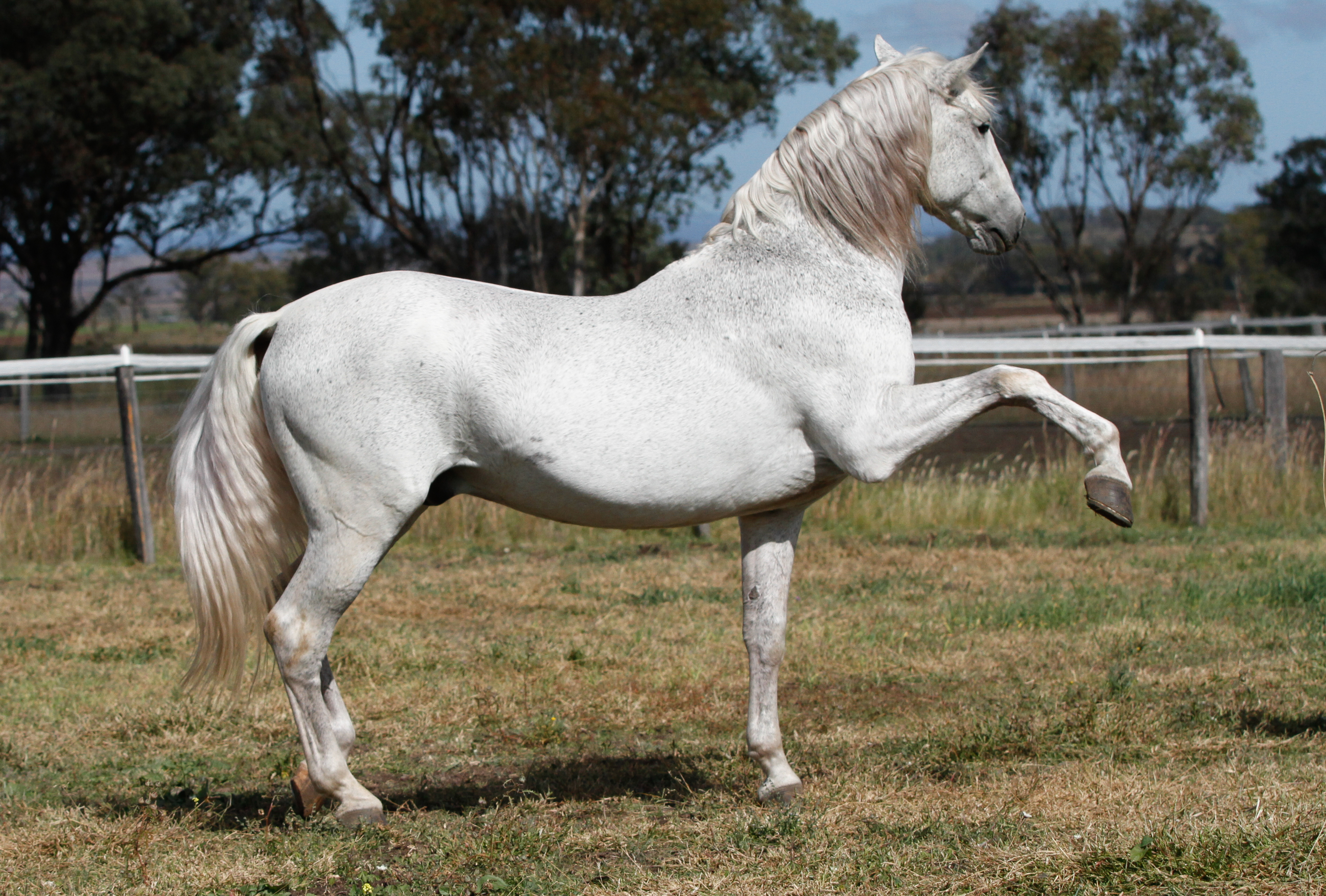 Andalusian stallion Spanish walk