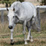 Andalusian stallion Trot