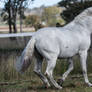 Andalusian stallion 4