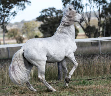 Andalusian stallion