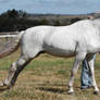 Andalusian stallion 3