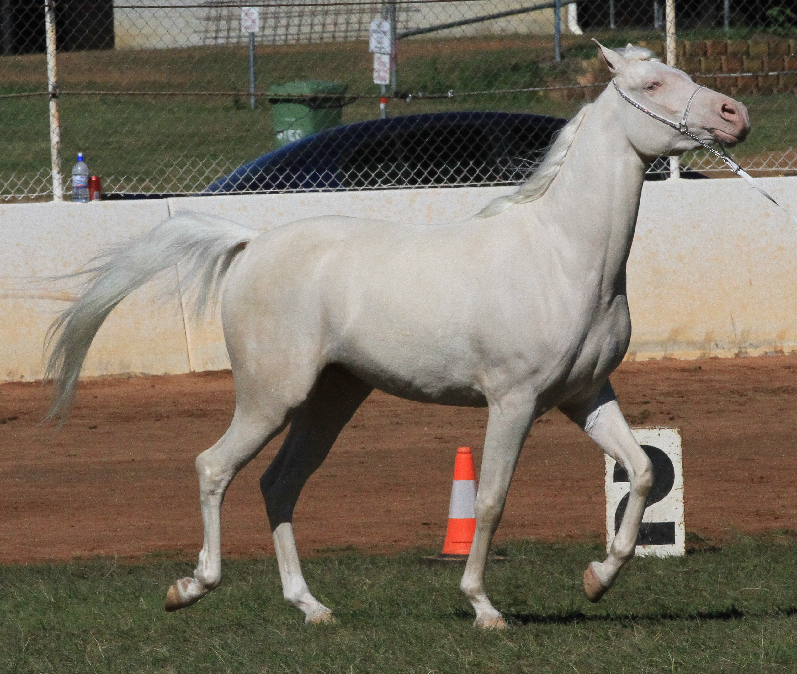 Cremello arabian stock 1