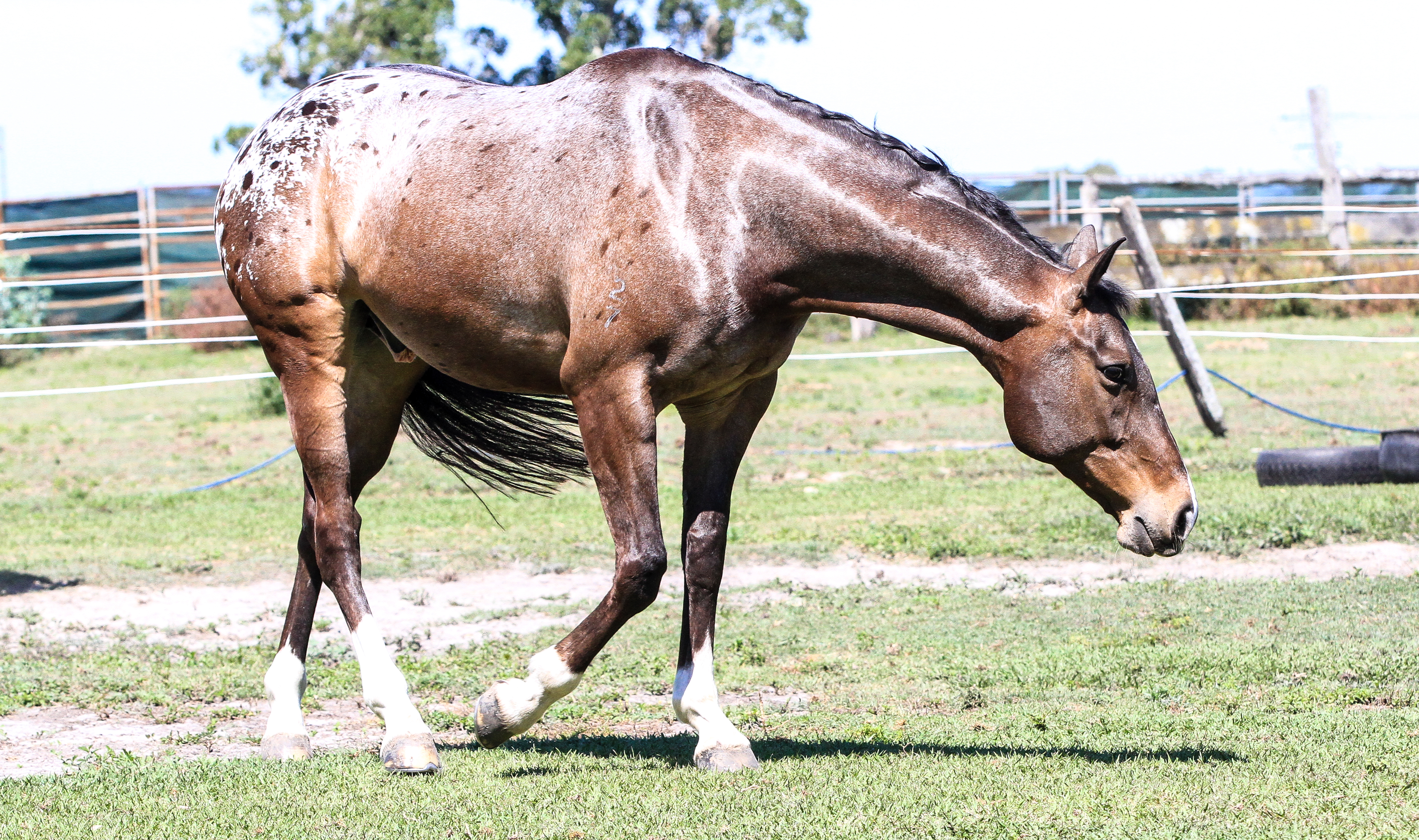 Appaloosa Stock 2