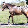 Appaloosa stock 9