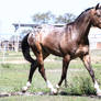 Appaloosa stock 10